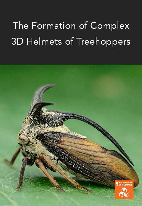 A Closer Look at the Treehopper Helmet Structure iesResearch