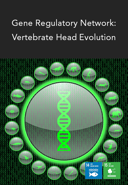 Gene Regulatory Network as a Tool to Understand Vertebrate Head Evolution