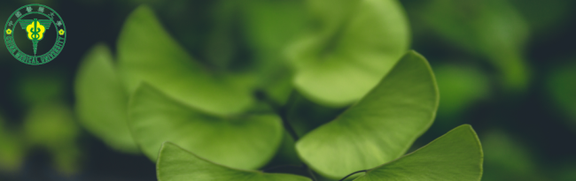 Ginkgolide B increases healthspan and lifespan of female mice 