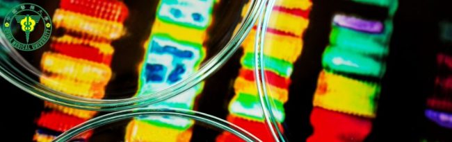 Population-Specific Genomic Data Improves Disease Risk Prediction in the Taiwanese Han Population